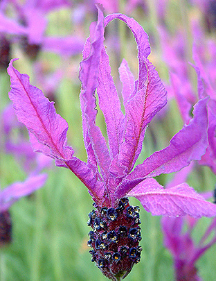 Lavender care - Frosts