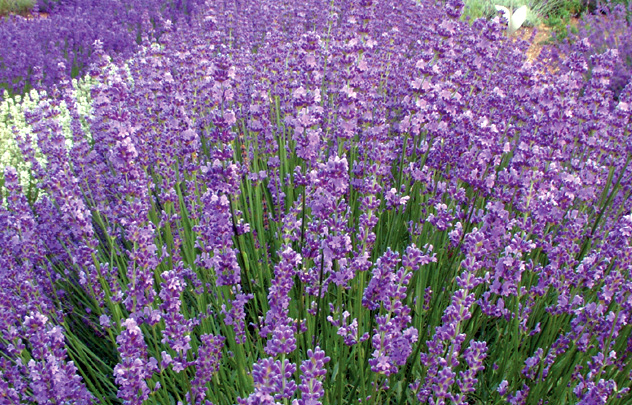 Twickel Purple - Downderry Nursery